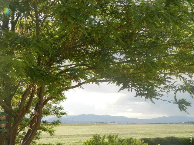 View from the backyard